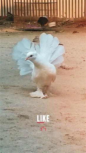 Qam & the farm fancy pigeon collection #pigeon #farming #viralvideo