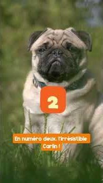 TOP 3 : Les chiens les plus CALMES en voiture ! 🚗💤