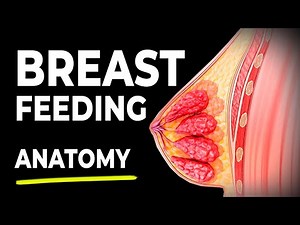 Breastfeeding & Lactation Anatomy