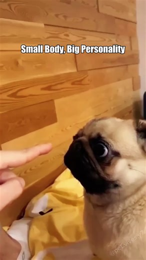 Hilarious Pug Moments That Will Make You Smile