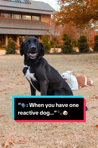 Understanding Reactive Dogs: Tips for Multi-Dog Households