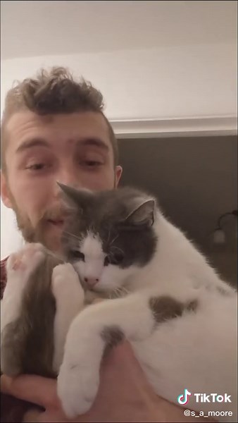 Cat Birthday Cake Recipe for Anfield's 14th Birthday!!!