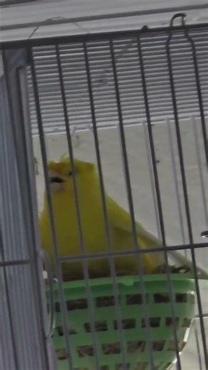 #so #beautiful Female canary laying eggs😍please like comment subscribe share follow me #canada_life