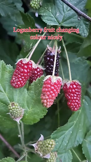 Loganberries are maturing and it’s not even December #projectfoodgarden #awapuni #oderingsgardencentre #tuigardenandhome #myprideofplace #christchurch #urbangardening #selfsufficiency #urbangarden #loganberries #homegrownberries #loganberry #homegrown #homegrowngoodness #nzgarden #nzgardener | Shezy Wezy