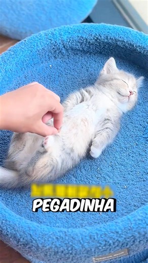 The Kitten Fell Asleep! #curiosities #amazing #animal #cats