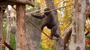 Endangered silverback gorilla welcomed to London Zoo