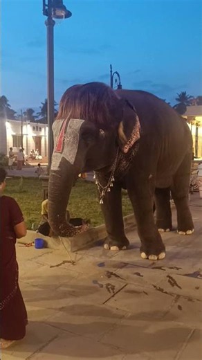 #மன்னார்குடி #ராஜகோபாலசுவாமி # செல்லபிள்ளை#செங்கமலம் #யானை #you tupe shorts #mannarkudi