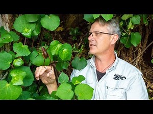 Richard reflects on Auckland Zoo's conservation mahi (work)