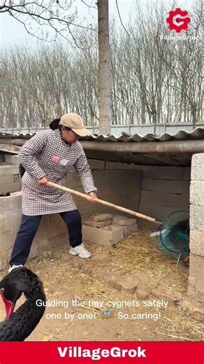 Rescuing Baby Swans: Woman Carefully Nets Cygnets from Nest