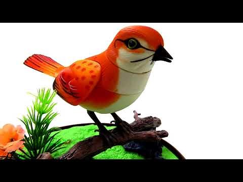 Bird Sound Ringtone Free Mp3 Ringtones Downloads