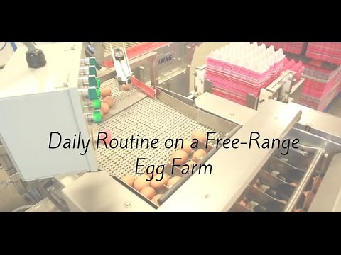 Daily routine on a free range egg farm.