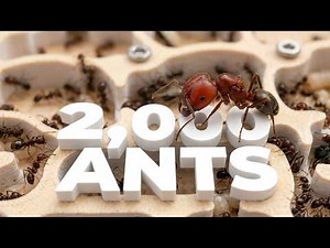 June 2026 Ant Colony Update | Massive Messor Growth!