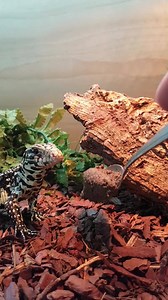 4.6K views · 107 reactions | 年年 CB17 Argentine black & white tegu 年年...