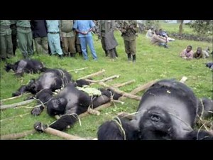 Coltan mining in the Congo