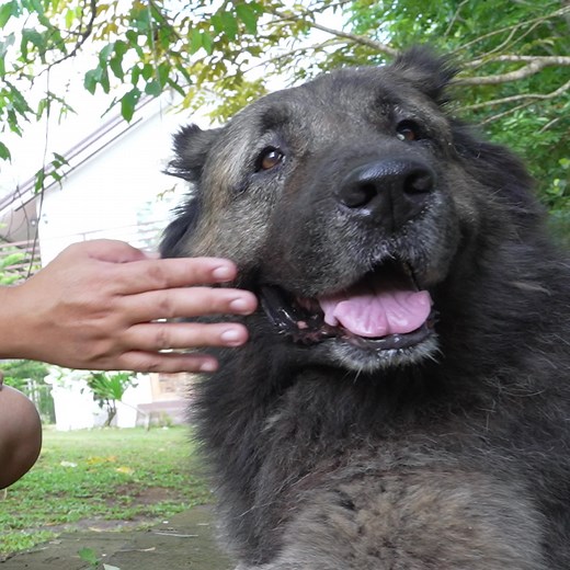 Supero Dog Farm on TikTok