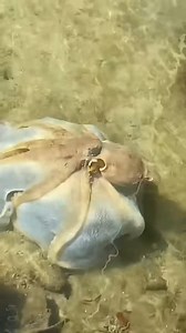 34K views · 168 reactions | Octopuses can change their color, along with their skin texture, for various purposes like camouflage, communication, and even during sleep. They achieve this through specialized cells called chromatophores, which contain pigments that can expand or contract to display different colors. #octopus #aquariumhobby #reelsfacebook | Hendrix backyard TV | Facebook