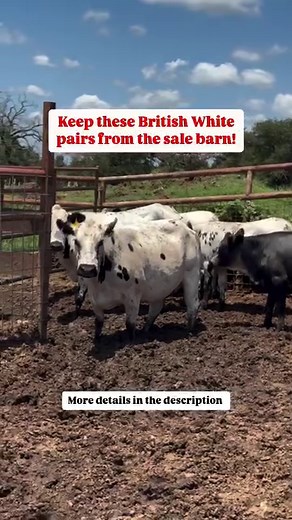 🐄 British White Pairs for Sale! 💰 We have three British White pairs available, all from the same place and never been to a sale barn. These quality cattle are priced at $2,250 each. Call or text Bubba @ 9033884472 🐄 Deposit required to hold cattle. 🐄 All cattle are palpated and vaccinated. 🐄 Shipping available. 🐄 Accept certified funds, credit cards, and Venmo. 🐄 Located in Fairfield, Texas #rutherfordlandandcattle #texascattle #cattleforsale #cattleranch #cattleranching | Rutherford Catt