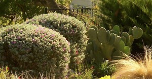 Central Texas Gardener:Bloomin' Tales of Texas Wildflowers Season 18 Episode 29