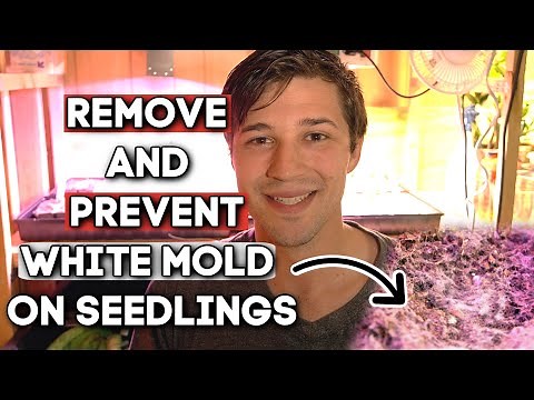 How to Remove and Prevent WHITE MOLD ON SEEDLINGS!