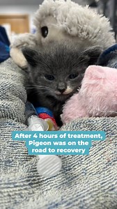 A brave survivor. 🐾💙 Little Pigeon, a 4-week-old kitten, already had a rough start to life. He was rescued from a golf course by Warrington Animal Welfare. Riddled with fleas, he was severely anaemic and needed an urgent blood transfusion. Thankfully, our vet Sam offered to donate his pet's blood to this little kitten, whose survival was touch and go. 4 hours later, the transfusion was complete, and he could begin his road to recovery. One of our vet nurses, Emma, is now fostering the kitten a