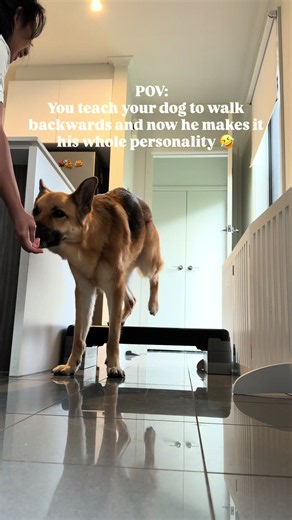 It looks funny until you realise how practical this actually is! 😂 Teaching your dog to walk backwards is called rear-end awareness training, and it’s something we regularly practise with Bucky. Dogs naturally rely more on their front legs, so exercises like this help them become more aware of their hind legs and how to move them independently. It’s not just a party trick either! 🐾 Improves body awareness and coordination 🐾 Encourages controlled movement of the hind legs 🐾 Helps dogs navigat