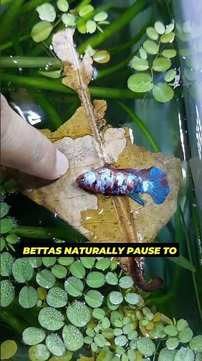 Is Your Betta Resting… or Stressed?