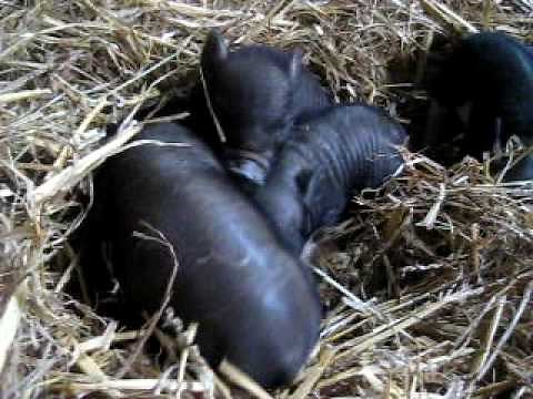 Micro Pigs UK-Baby Micro Pigs For Sale