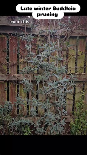 @diaryofanamateur_gardener | So the Buddleia's have all had their late winter/early spring hard prune back. Last year i was too gentle with them, this was a mistake,... | Instagram