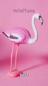 A Group of Flamingos is Called a FLAMBOYANCE 🦩🔥 | Wild Facts Song