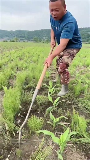 #foodproduction #amazingmachinery #automobile #foodbusiness #agriculture #farm #foodsector #farm