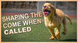 Why the Backwards Follow Is the Secret to a Reliable Recall