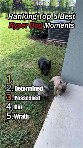 Ranking Top 5 Hyper Dogs