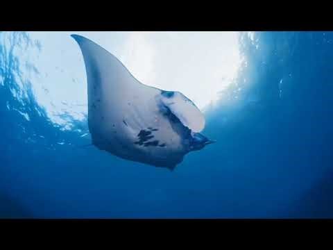 You and Me - Ocean Fish