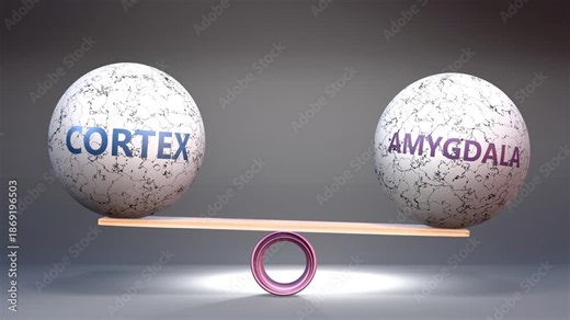 Cortex and amygdala in balance - balancing stones on a scale symbolizing harmony, equity and equilibrium between cortex and amygdala. Harmonious and beneficial situation.