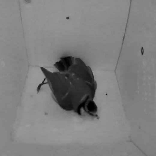 Endlich eine #blaumeise in unserem #nistkasten - finaly a #bluetit in #nestingbox #nature 12-04-2026