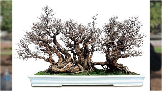 A clip from the full interview on David De Groot. Here, former curator of the Pacific Bonsai Museum talks about the vast variety of styles in Chinese Penjing. Many people often think Chinese Penjing is a specific style of bonsai when that's not the case. A common misconception is that the art of bonsai started in Japan. The original art of bonsai started in China as Penjing and this art was introduced to Japan. Japan created a set of their own principals and rules which are still being used toda