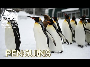 Penguins – Survival at the Edge of Ice | Ocean Secrets Documentary