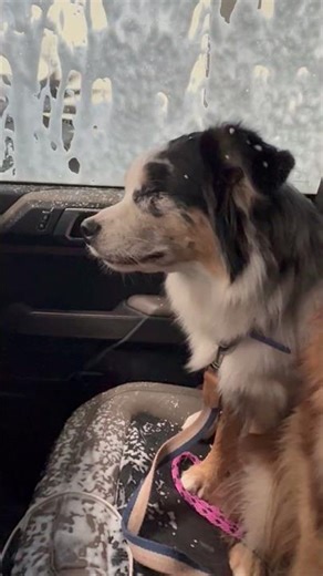 Naughty Aussie Gets Car Interior Cleaned At Car Wash || ViralHog