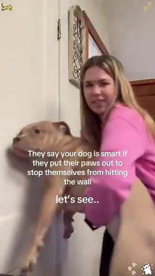 They say if your dog is smart they’ll put their paws out before they hit the wall. Is your dog smart? 😂