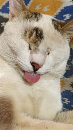 CAT FUNNY SLEEPING 😺 #cat #catshorts #catvideos #cats #cutecat #kitten #kitty #pets #pet #animals