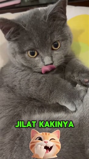 kucing ini baru sadar punya 4 kaki #kucinglucu #cat #kucing #kucingimut #cute #cutecat #ytshorts