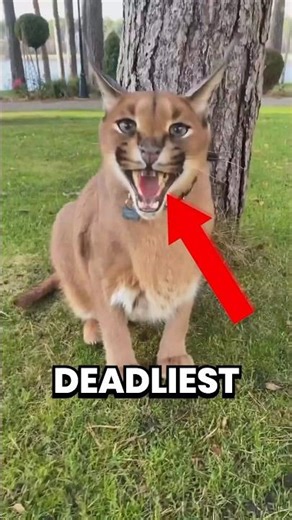 5 Deadliest Animals That Can Kill Humans 😱 #DeadliestAnimals #DangerousNature