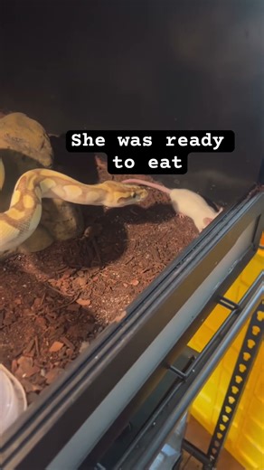 My female ball python was ready to eat #reptiles #like #subscribe