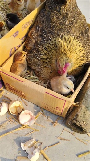 2 Broody Hens One Nest – Hens Hatch Eggs Together Raising Baby Chicks🐣