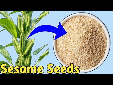 How to Harvest Sesame Plant Seeds at Home | White Till Seeds