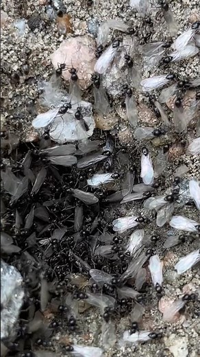 Kingdom of the Winged Ants