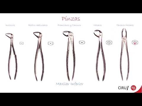 Tiempos Quirúrgicos 1. Citación 4. Seminario B. Clase de Pinzas