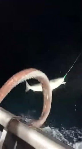 Giant Octopus Steals the Catch on a Fishing Boat!