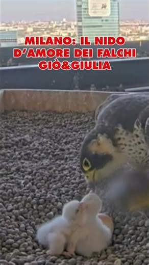 MILANO: IL NIDO D’AMORE DEI FALCHI GIÒ&GULIA, RTL 1025