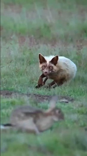 A rare-colored fox hunting a rabbit